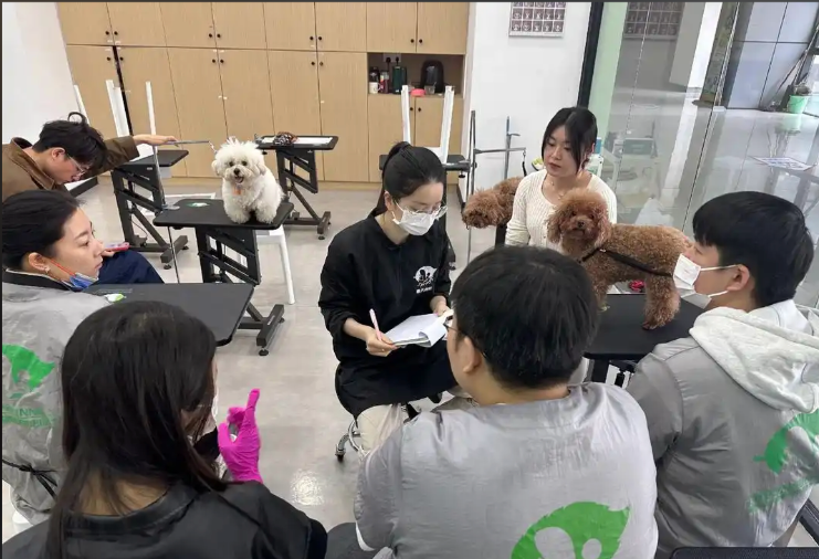 泉州市宠物美容培训宠物美容培训学校 - 价格